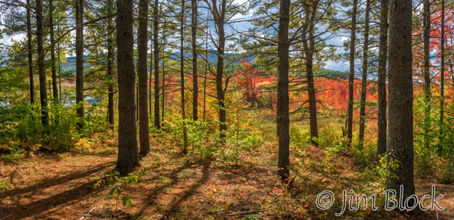 ej561-above-danbury-bog-pan3