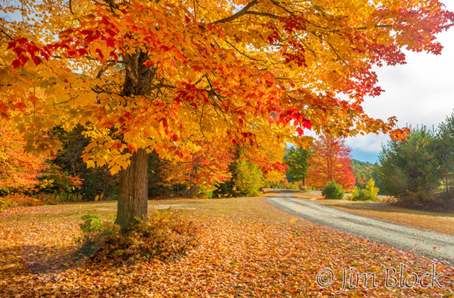 ej598-falling-leaves