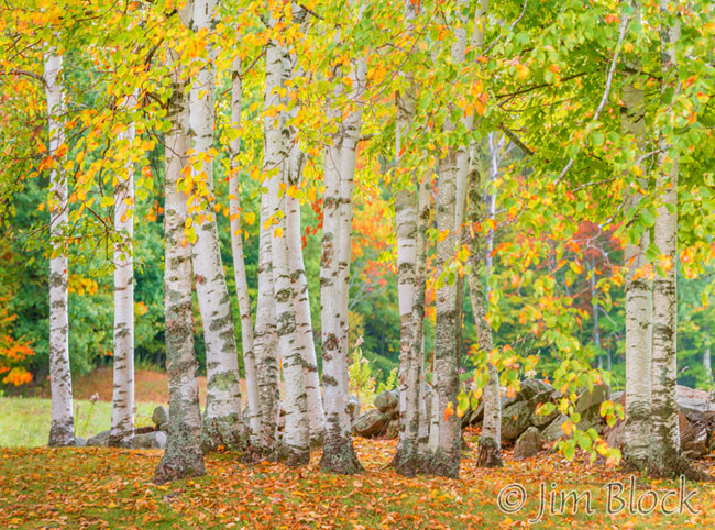 ej630-white-birch-in-nh-pan-28