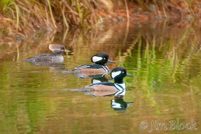 ek057mo-hooded-merganser-crop