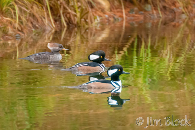 ek057mo-hooded-merganser-crop