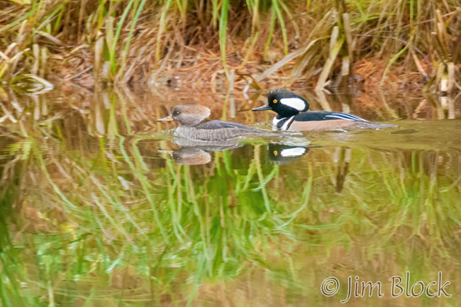 ek057w-hooded-merganser