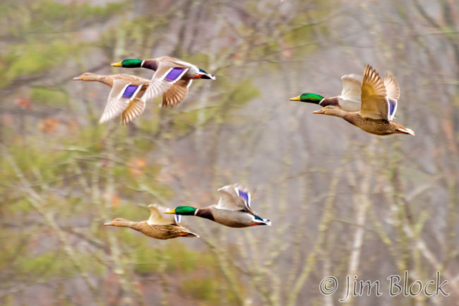 ek063gh-mallards-at-blow-me-down